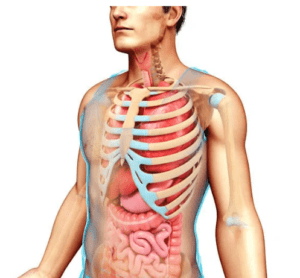 Human Body Organ Systems